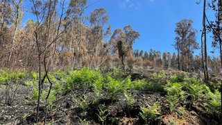 Terreno em Albergaria-a-Velha