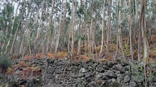 Land for sale in Vale de Cambra, Portugal — €25,500