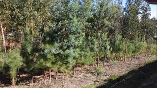Land for sale in Oliveira do Bairro, Portugal — €34,000