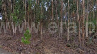 Terreno em Estarreja