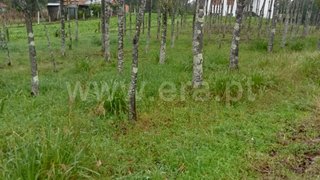 Land for sale in Águeda, Portugal — €41,500
