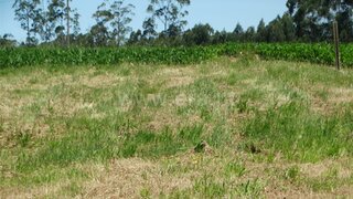 Land for sale in Ovar, Portugal — €20,000