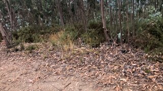 Terreno em Albergaria-a-Velha