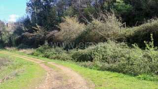 Terreno em Vale de Cambra