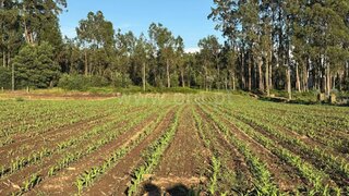 Land for sale in Oliveira de Azeméis, Portugal — €88,000