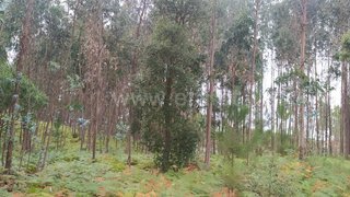 Land for sale in Leiria, Portugal — €39,000