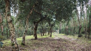 Terreno para venda em Caldas da Rainha, Portugal — 38 950 €