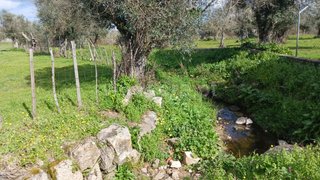 Land for sale in Nisa, Portugal — €15,000
