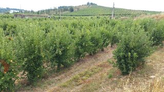 Land for sale in Carrazeda de Ansiães, Portugal — €150,000