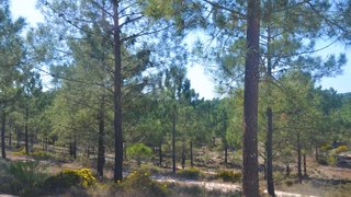 Land for sale in Alcácer do Sal, Portugal — €820,000