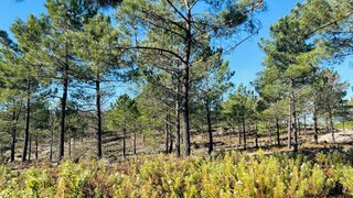 Land for sale in Grândola, Portugal — €1,350,000