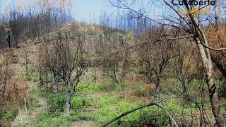 Terreno para venda em Sertã, Portugal — 12 500 €