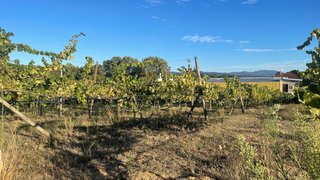 Land for sale in Monção, Portugal — €493,500