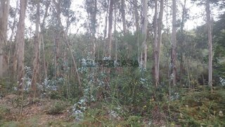 Terreno para venda em Ponte de Lima, Portugal — 4850 €