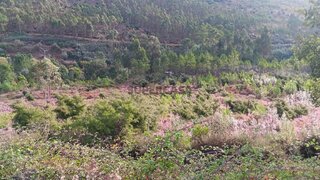 Terreno para venda em Mação, Portugal — 6500 €