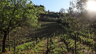 Terreno em Sabrosa · 1042 m² · 56 250 €