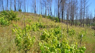 Terreno para venda em Oliveira do Hospital, Portugal — 47 500 €