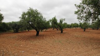 Terreno em Faro · 8250 m² · 460 000 €