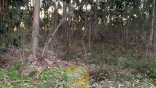Land for sale in Anadia, Portugal — €9,000