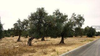 Land for sale in Serpa, Portugal — €210,000