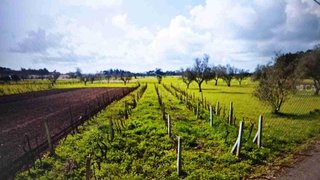 Land for sale in Montemor-o-Velho, Portugal — €5,880