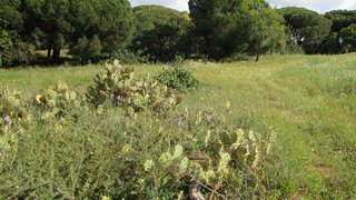 Land for sale in Loulé, Portugal — €140,000