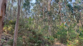 Terreno em Vale de Cambra