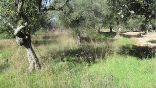 Land for sale in Penamacor, Portugal — €4,900