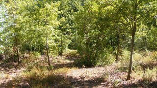 Land for sale in Mortágua, Portugal — €25,000