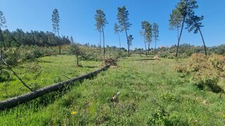 Terreno de 10 400 m² em Castelo Branco