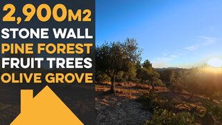 Terreno de 4240 m² em Castelo Branco