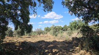Terreno de 147 750 m² em Castelo Branco