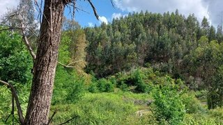 Land for sale in Sertã, Portugal — €30,000