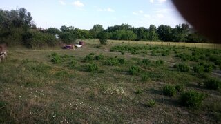 Terreno de 20 000 m² em Castelo Branco