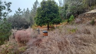 Land for sale in Alvaiázere, Portugal — €8,000