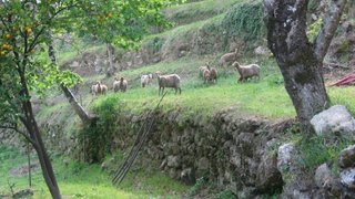 Land for sale in Marco de Canaveses, Portugal — €58,000