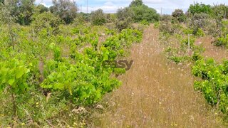 Land for sale in Vidigueira, Portugal — €21,000