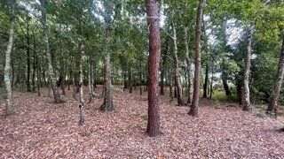Land for sale in Anadia, Portugal — €22,000