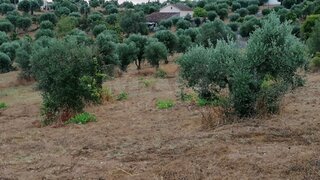 Terreno em Abrantes · 3320 m² · 7000 €