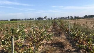 Land for sale in Almeirim, Portugal — €45,000