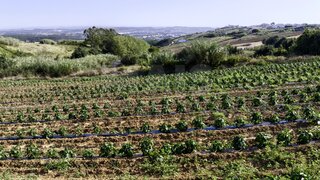 Land for sale in Lourinhã, Portugal — €82,000