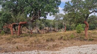 Land for sale in Ponte de Sor, Portugal — €260,000