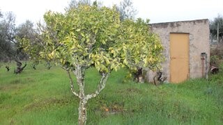 Terreno de 4000 m² em Castelo Branco