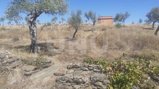 Terreno de 7500 m² em Castelo Branco