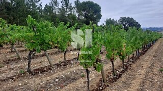 Land for sale in Anadia, Portugal — €79,000