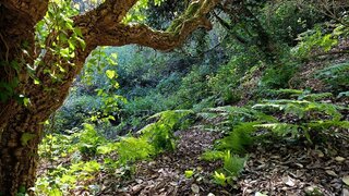 Land for sale in Sintra, Portugal — €65,000