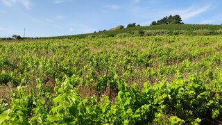 Land for sale in Cadaval, Portugal — €19,500