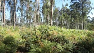 Terreno em Felgueiras