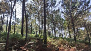 Land for sale in Esposende, Portugal — €14,000