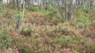 Land for sale in Fafe, Portugal — €20,000